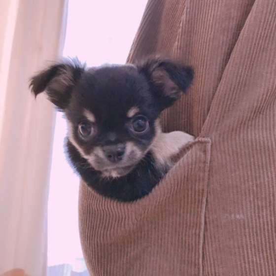 オレオちゃん