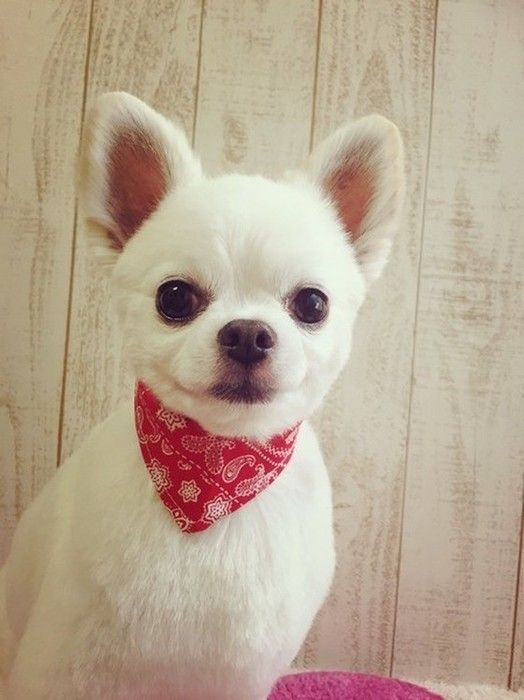 保護犬