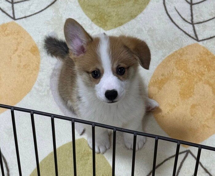 片耳だけ垂れている生後2カ月のコーギー子犬、「耳が完全に立った」と思ったら→まさかの展開に!?