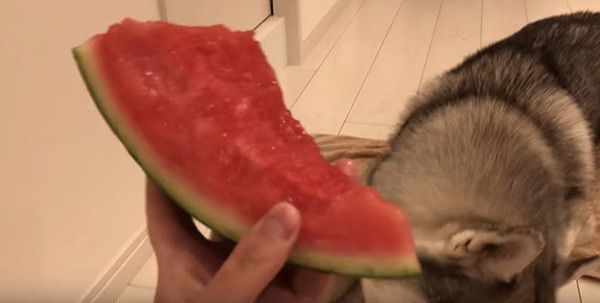 スイカ