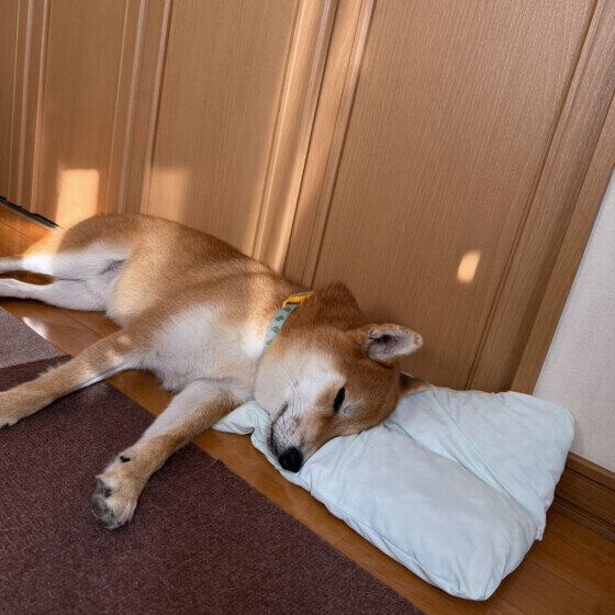 ひんやりまくらで眠る柴犬