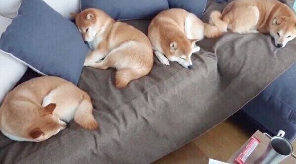 ソファを占領する柴犬一家