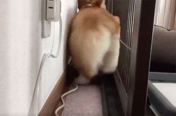 迫りくるいろはちゃんのおしり
