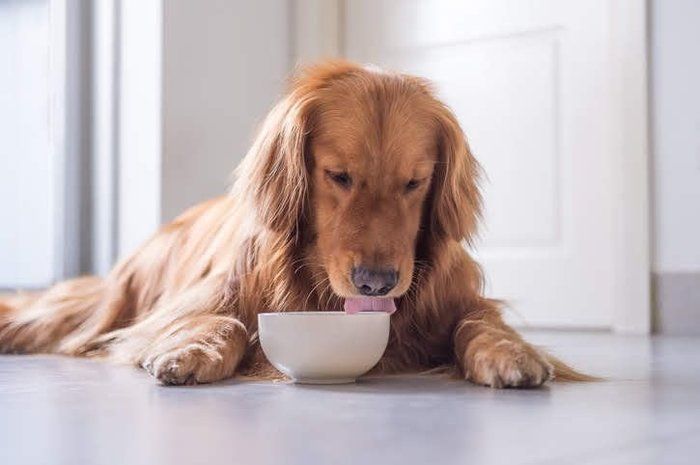 ボウルをなめる犬