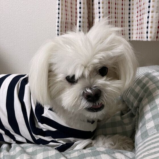 寝床を整える犬