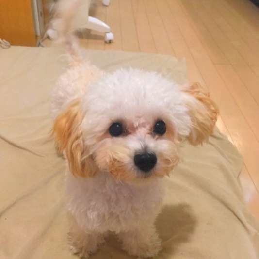ミックス犬