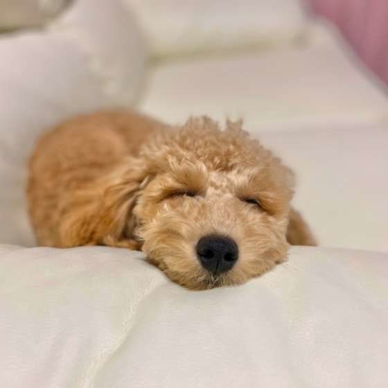 日本初の動物の精神科医、犬猫の「ストレス診療科」が開設!その取り組みは?