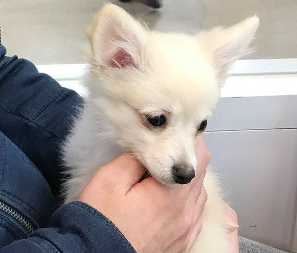 座る犬