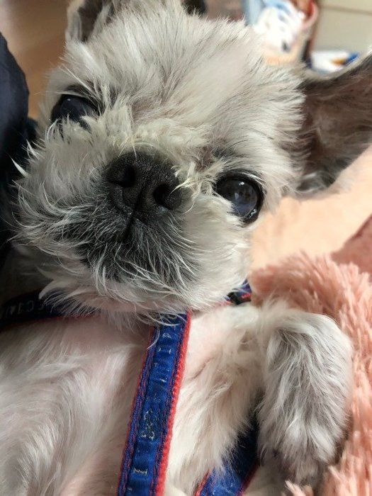 なんと19歳のご長寿犬!ごはん大好き〜♪