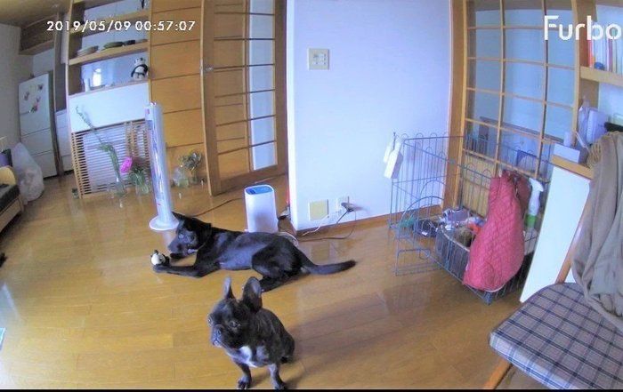 ペンとらぶり