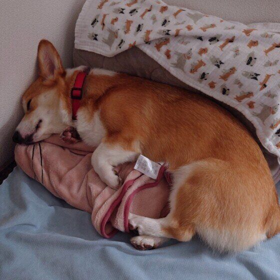 お昼寝をするコーギー
