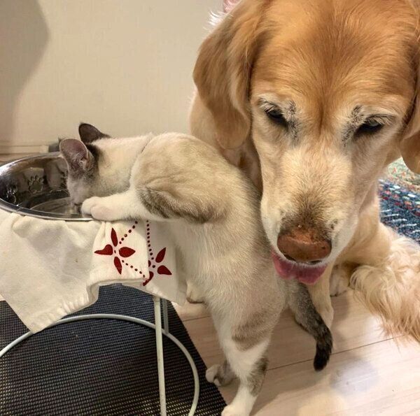 オペルちゃんとネルちゃん