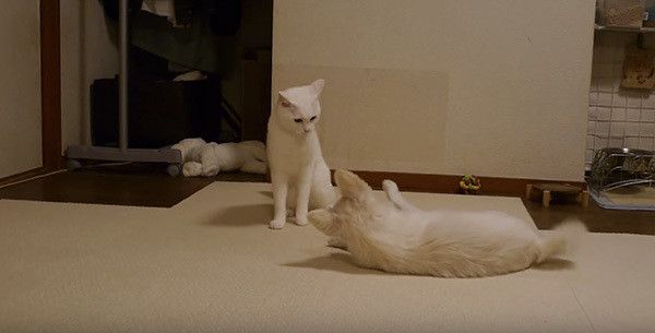 驚く犬