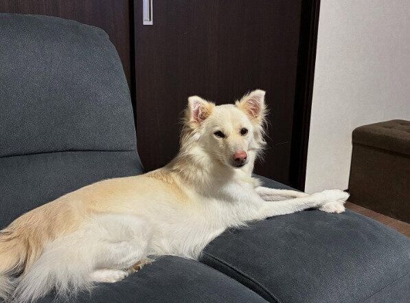 推定3才頃の犬。リラックスしている様子がうかがえます