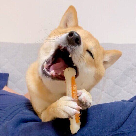 おもちゃで遊ぶ柴犬
