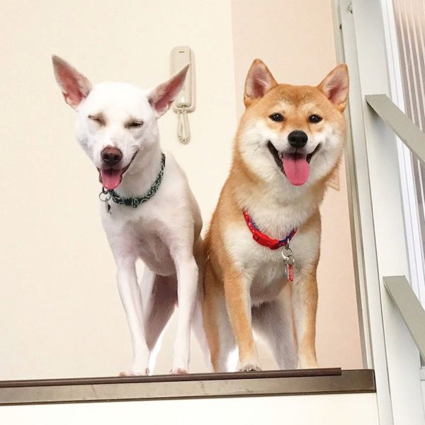 あくびする犬