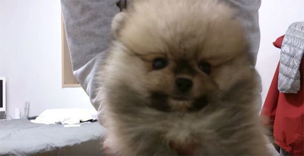 見つめるポメラニアン