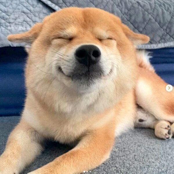 うちにも来てほしい ヒコーキ耳 笑顔 で飼い主を大歓迎する柴犬に癒される いぬのきもちweb Magazine