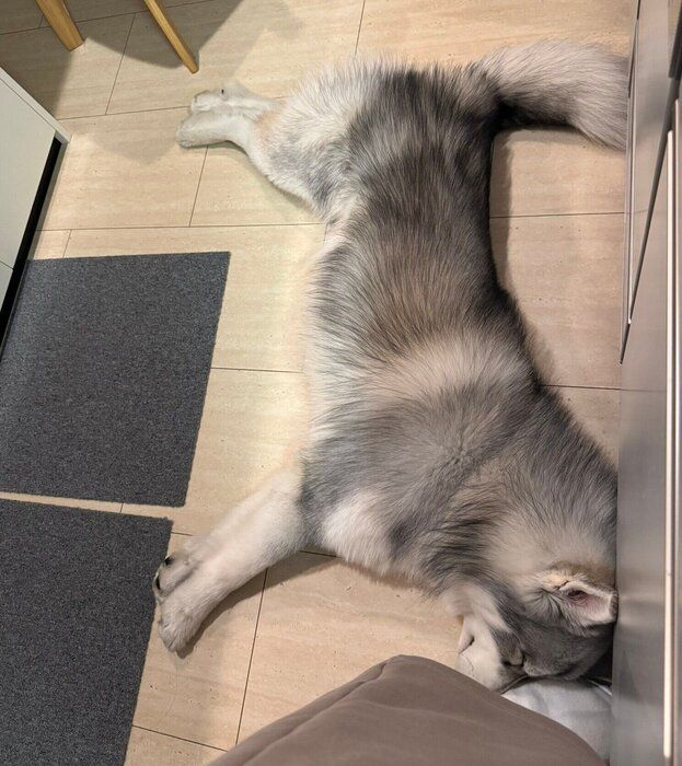 キッチンで眠るパウくん