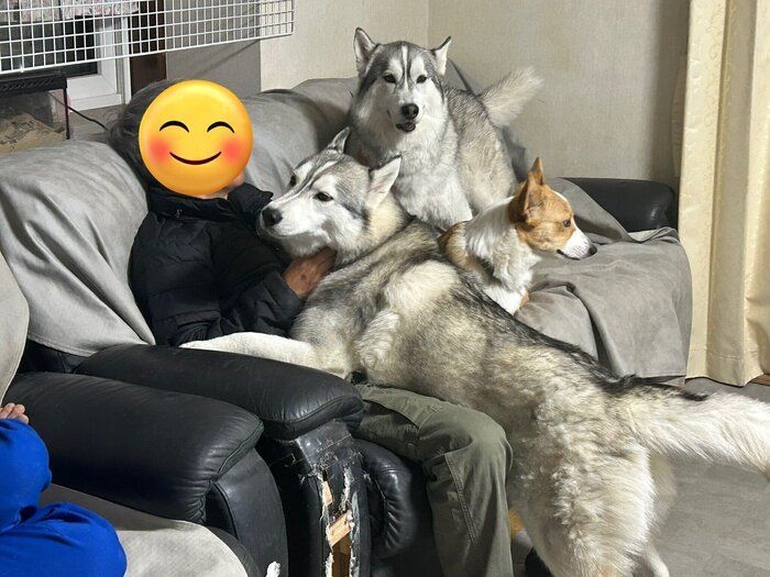 お父さんの周りに集まる3頭