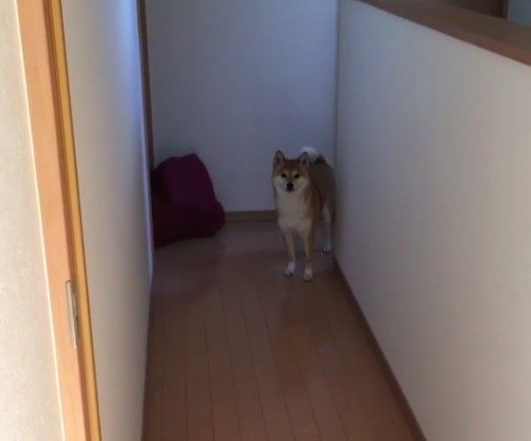 柴犬