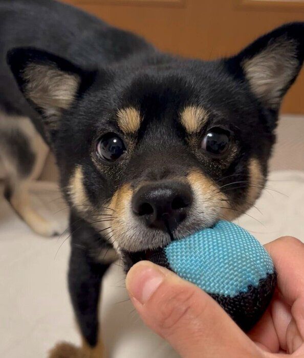 おもちゃで遊ぶおひめちゃん