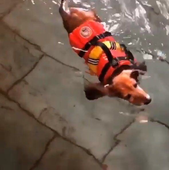 ドッグスパで楽しそうに泳ぐ犬