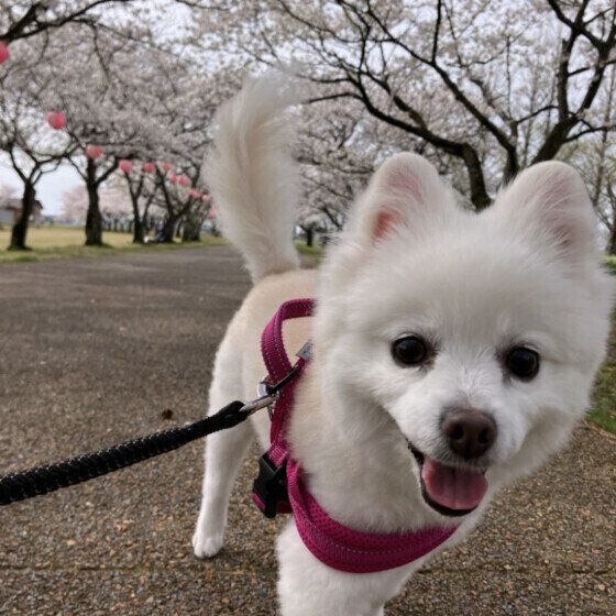 満開の桜の下をお散歩中のワンちゃん