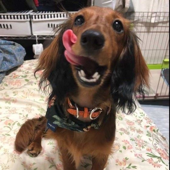 ダックス