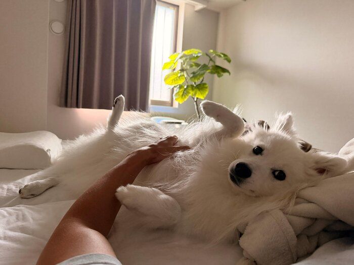 寝転がるレモンくん