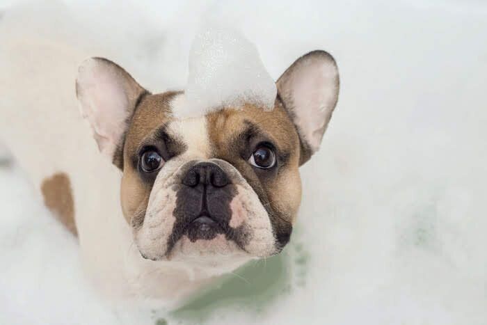 シャンプーされる犬