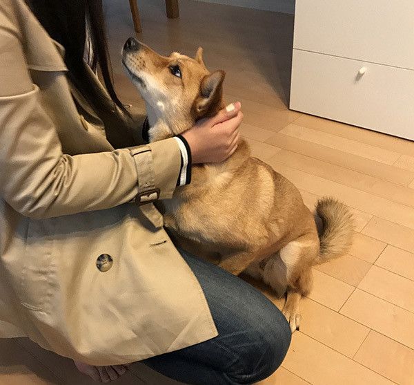 見つめる犬