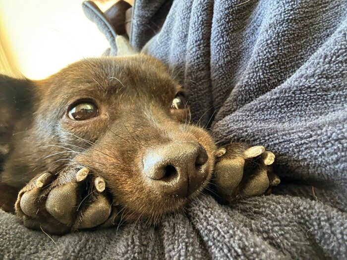 �����礵��ˤ��äĤ�ʡ�ݤ���