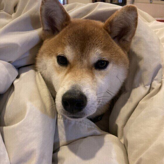 毛布にくるまる柴犬