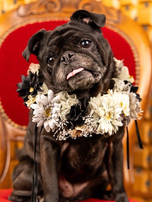 花のネックレスをする犬