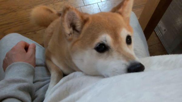 見つめる柴犬