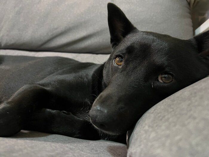リラックス中のミックス犬