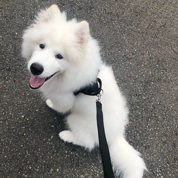 飼い主さんとお散歩に行く、子犬の頃のはっくん