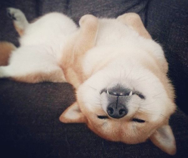 眠る柴犬