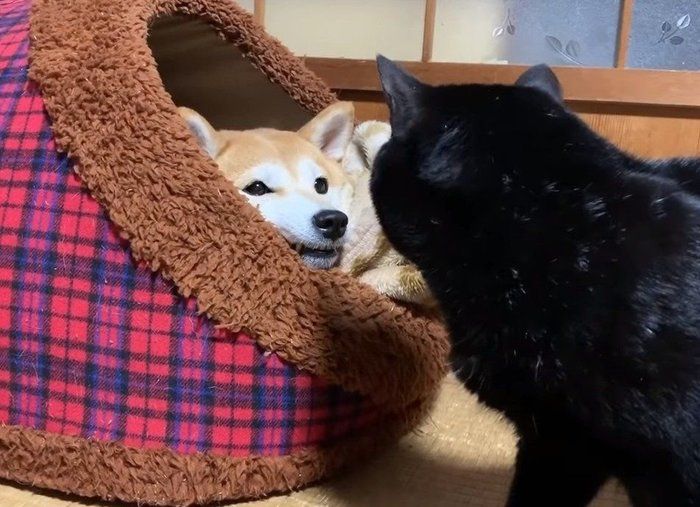 ハウスの中の柴犬