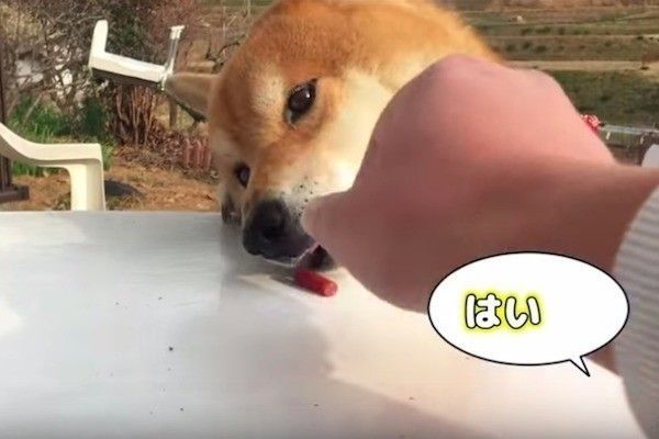 おやつが取れないワンコ