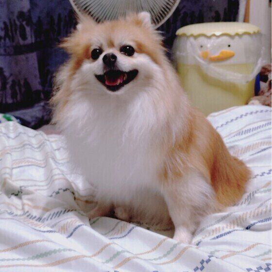 ポメラニアンのレイジュちゃん