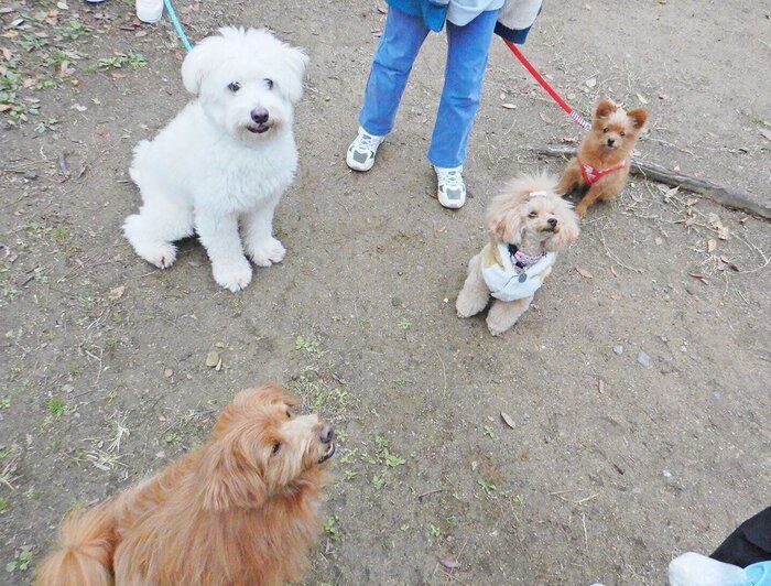 連載「こぐま犬てんすけ」