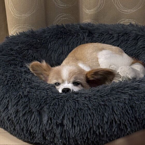 もふもふのベッドで気持ちよさそうなワンちゃん