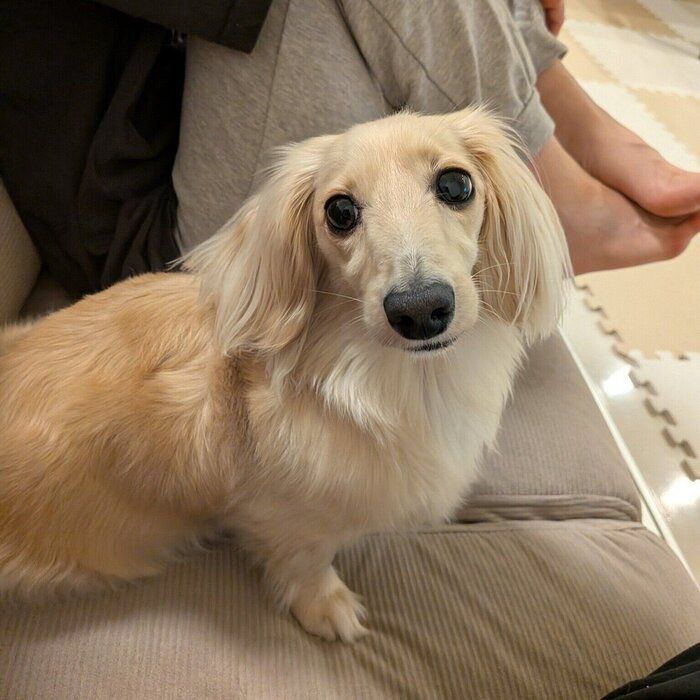 飼い主さんの隣にそっと座るたらちゃん