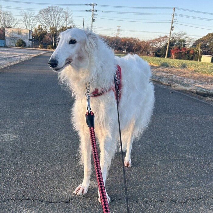 散歩中のウオッカちゃん　スラッとしていて美しい