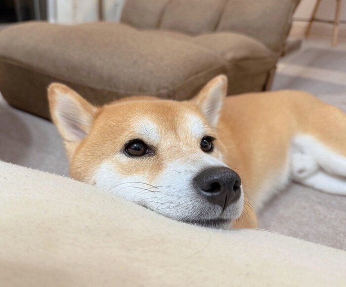 まったりするおかかくん