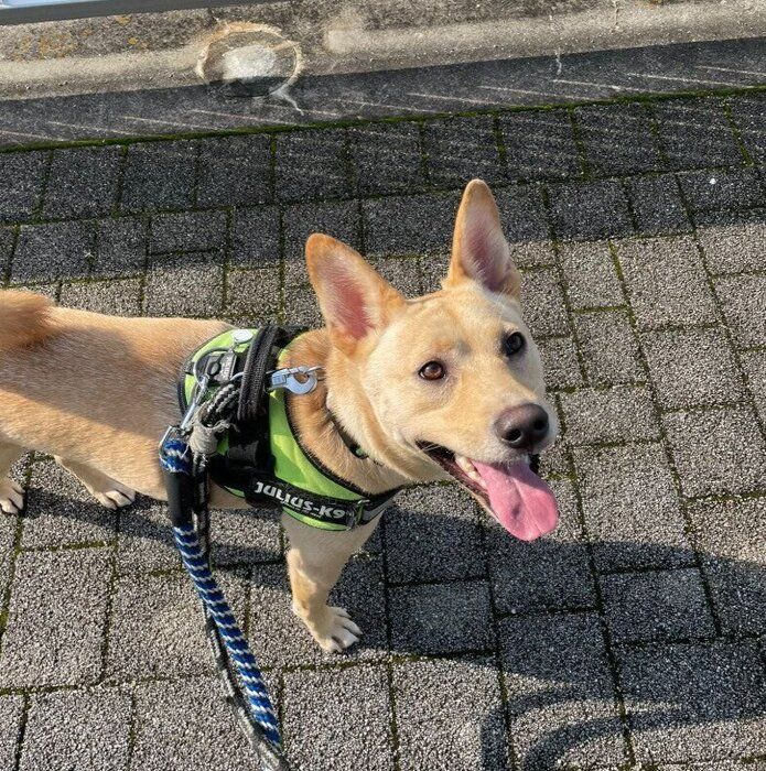 お散歩中、笑顔の表情の犬