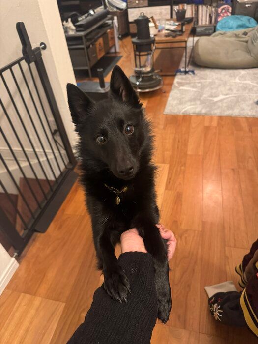 おねだりをするスキッパーキ