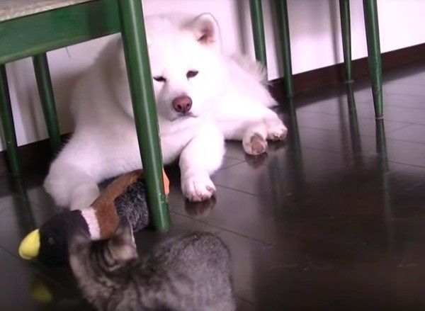 秋田犬と猫